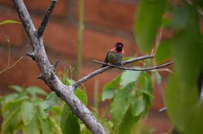 small Hummingbird Wild Bird
