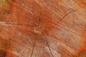tree trunk texture on a sawmill