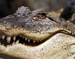 Alligator Crocodile Jaw