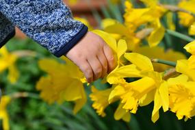 closeup view of Hand of child at yellow Daffodils