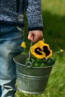 Pansy Child Hand