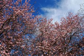 flowers on trees in the garden