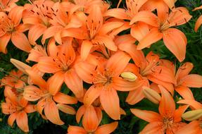 Lily Flowers Orange Beautiful