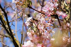 Bee pink Flowers