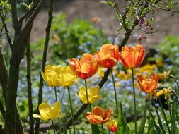 Tulips in the garden spring