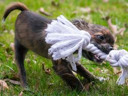 amazingly beautiful Chihuahua Bite Rope