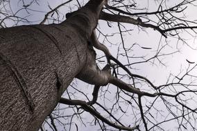 the tree is large with branches