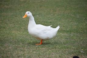 goodly Duck White