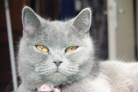cute gray cat in the sun
