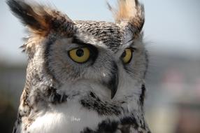 owl head on blurred background