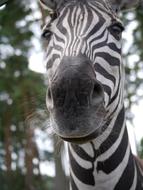 Zebra Nose close up
