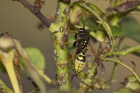 wasp on a plant close-up on a blurred background