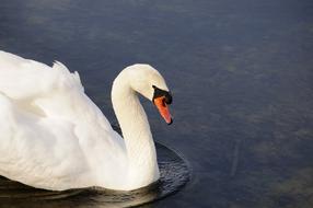 amazing white Bird