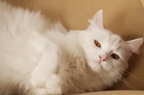 goodly Fluffy White Cat