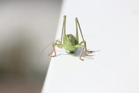 green grasshopper on a white windowsill