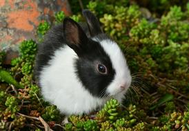 fabulous Bunny Cute