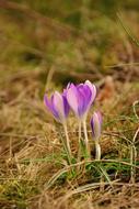 Crocus Spring Flowers Early