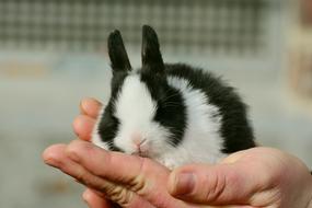 black and white bunny in human hands