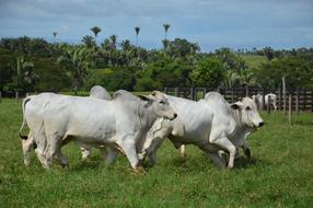 Ox Running Pasture