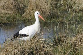 amazing Stork Bird