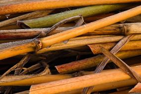 Straws Scapes Bamboo