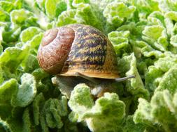 Snail Gastropod Leaves