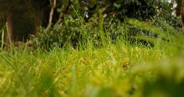 Grass Green Leaves