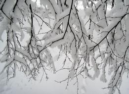 snow covered tree branches