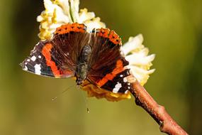 amazingly beautiful Butterfly Admiral