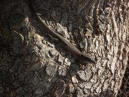 cute lizard on a tree pole