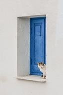 curious cat near the blue window