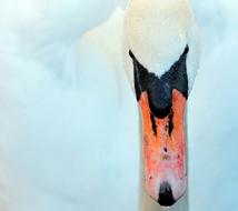white swan beak close up