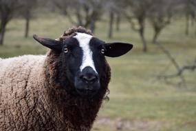 Portrait of the beautiful brown, black and white sheep among the trees