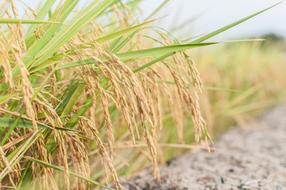 Rice ears in a beautiful field