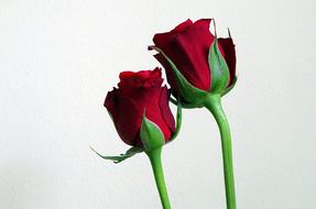 beautiful roses on a white background
