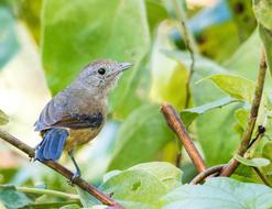 small tropical bird on a branch of a green bush