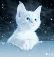 snow art animal nature drawing