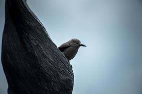 Beautiful Bird blue sky