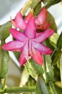 Schlumbergera beautiful in the garden