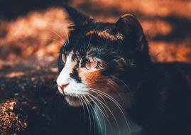 head of tricolor Cat close-up on blurred background