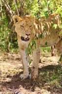 Kenya Lion Portrait Lioness