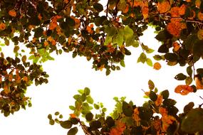 Autumn Leaf Tree