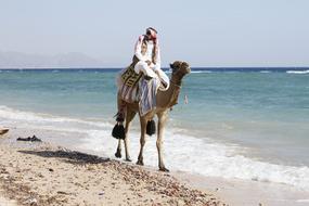 man in traditional Arabian clothing riding Camel on surf line