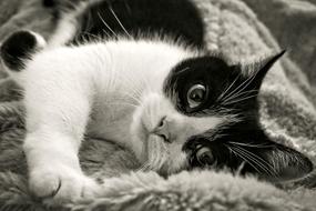 lying domestic cat in black and white background