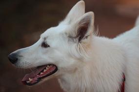 perfect White Shepherd Dog