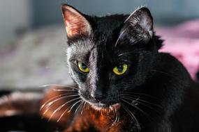 Animal Black Cat
