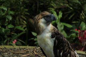 wild eagle in the garden