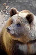 big furry bear in the zoo