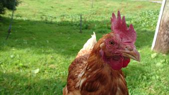 Alpine Meadow Chicken
