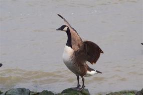 Goose Water
